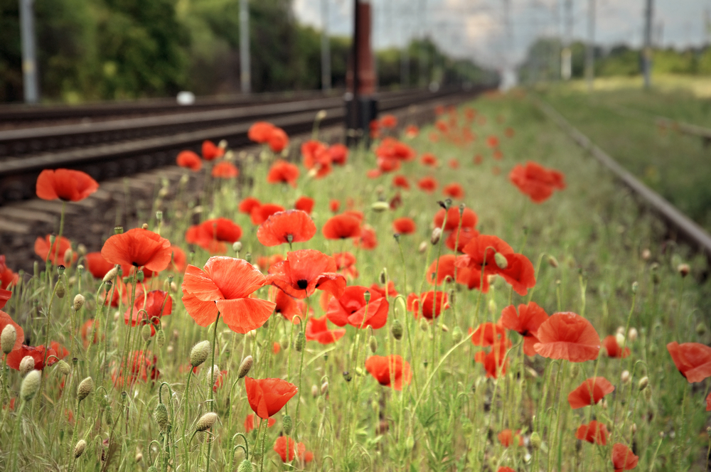 red poppy, expanding


A short poem on the will to be oneself